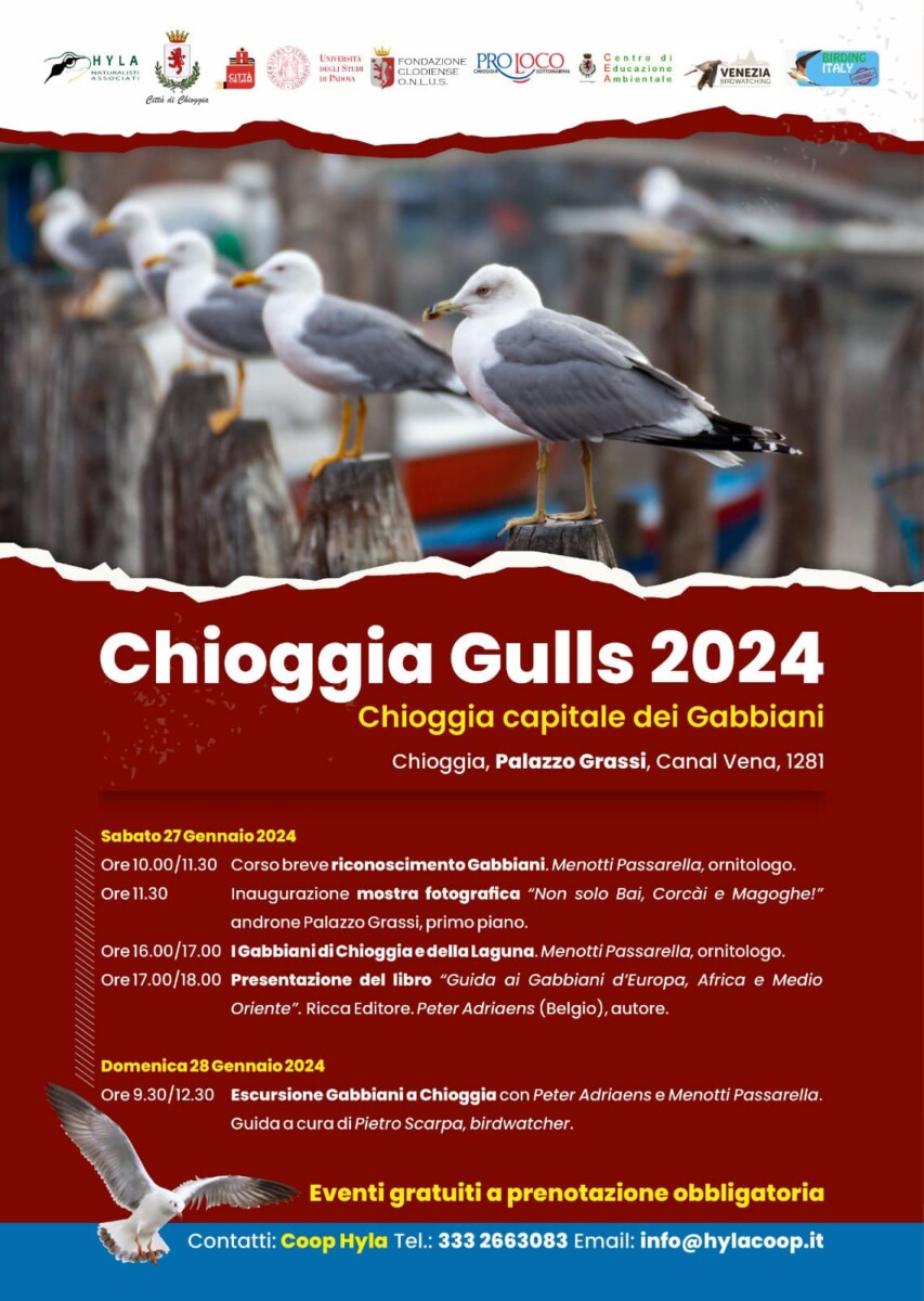 Read more about the article Chioggia Gulls 2024