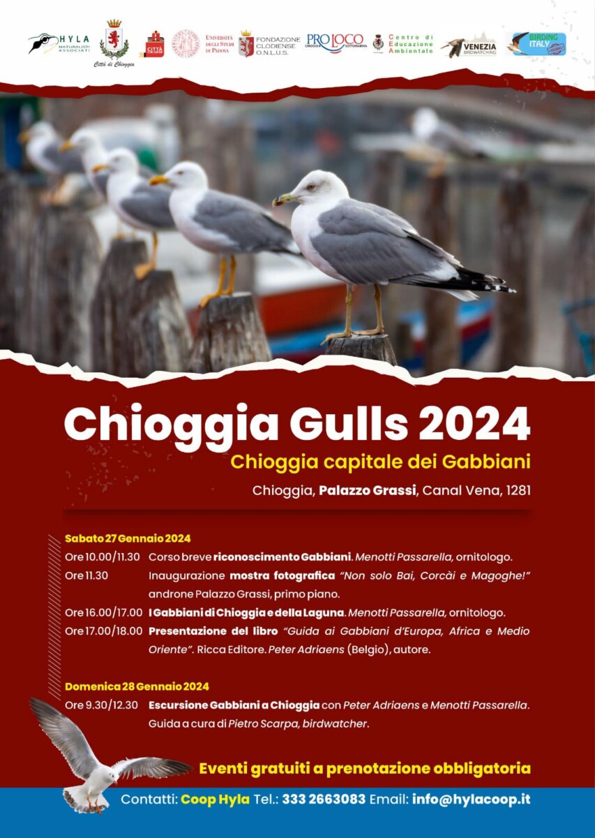 Scopri di più sull'articolo Chioggia Gulls 2024