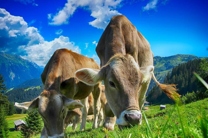 Scopri di più sull'articolo Latterie Aperte in Valbelluna